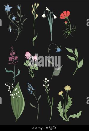 Erbe e fiori selvatici di clip-art vettoriali set di botanica illustrazioni vintage immagini flowes Illustrazione Vettoriale