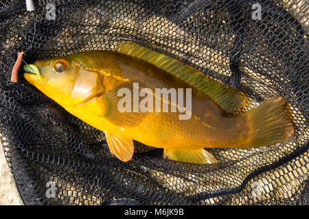 Una Wrasse Ballan, Labrus bergylta, pescato lure intorno a Portland Bill, Isola di Portland Dorset Inghilterra UK. Foto Stock