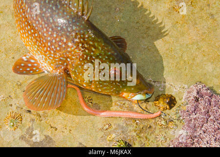 Una Wrasse Ballan, Labrus bergylta, pescato lure intorno a Portland Bill, Isola di Portland Dorset Inghilterra UK. Foto Stock