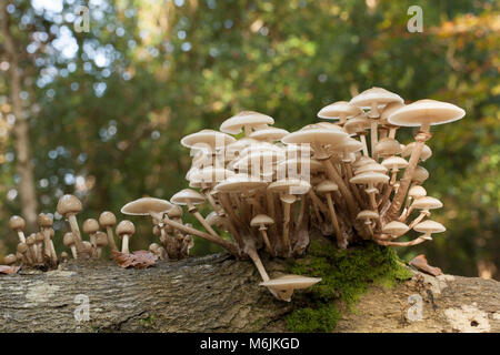 Funghi di porcellana, Oudemansiella mucida, fotografato in Inghilterra Hampshire REGNO UNITO GB autunno 2016 cresce su alberi caduti Foto Stock