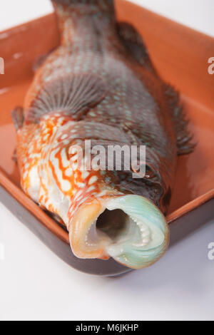 Una Wrasse Ballan, Labrus bergylta, pescato lure intorno a Portland Bill, Isola di Portland Dorset Inghilterra UK. Foto Stock