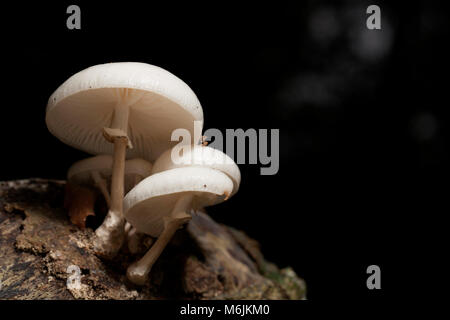 Funghi di porcellana, Oudemansiella mucida, fotografato in Inghilterra Hampshire REGNO UNITO GB autunno 2016 cresce su alberi caduti Foto Stock