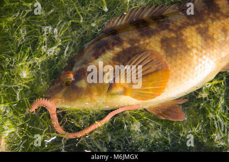 Una Wrasse Ballan, Labrus bergylta, pescato lure intorno a Portland Bill, Isola di Portland Dorset Inghilterra UK. Foto Stock