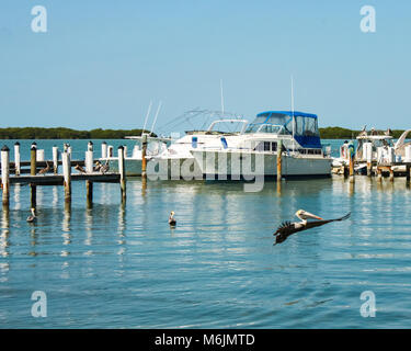 Pelican volare sull'acqua come altri nuotare e pesce persico intorno al dock e barche Foto Stock