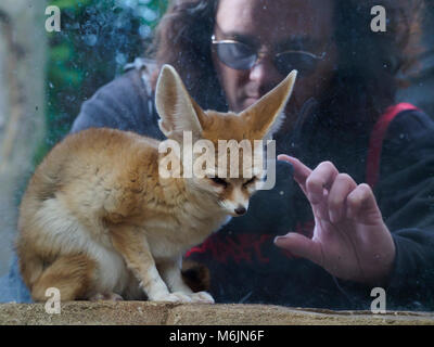 Cinque Suore Zoo, vicino a Livingston, Scozia. Visitatore fotografando un Fennec fox. Foto Stock