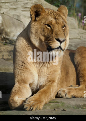 Cinque Suore Zoo, vicino a Livingston, Scozia. Salvato leonesse rilassarsi al sole sulle rocce. Foto Stock