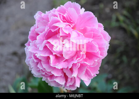 Paeonia (peonia) 'Sarah Bernhardt" in stretta verso l'alto. Foto Stock