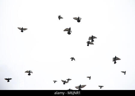 Un branco di piccioni vola attraverso il cielo. Gli uccelli volare contro la s Foto Stock