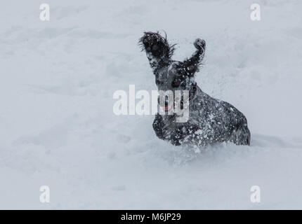 Cocker Spaniel avente il divertimento sulla neve, REGNO UNITO Foto Stock
