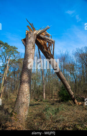 Rotture di alberi nella foresta dopo le tempeste in Achterhoek, Gelderland, Olanda Foto Stock