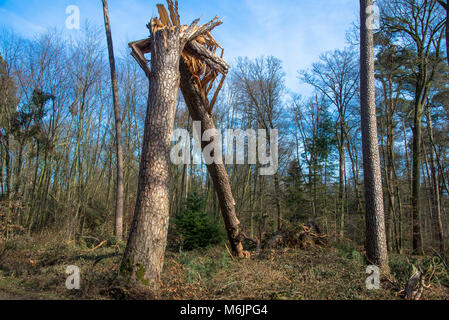 Rotture di alberi nella foresta dopo le tempeste in Achterhoek, Gelderland, Olanda Foto Stock