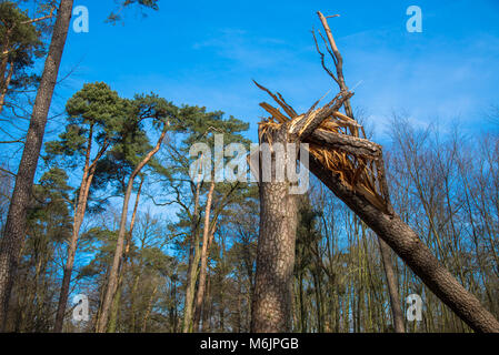 Rotture di alberi nella foresta dopo le tempeste in Achterhoek, Gelderland, Olanda Foto Stock