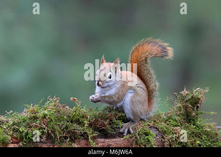 Uno scoiattolo rosso americano Tamiasciurus hudsonicus seduto su un ramo mossy in una foresta mangiare cibo Foto Stock