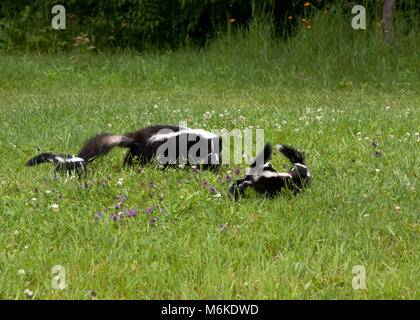 Madre di Skunk spostando il suo bebè in un luogo più sicuro Foto Stock