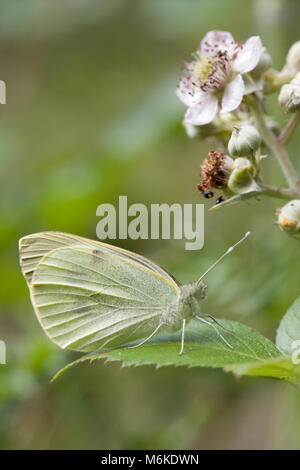 Grande bianco (Sarcococca brassicae) farfalla, appoggiato su una foglia di rovo, Worcestershire, Luglio Foto Stock