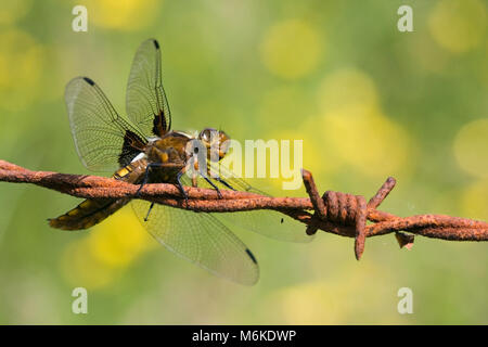 Ampio femmina corposo chaser dragonfly (Libellula depressa) poggiante su rusty filo spinato. In Francia, possono. Foto Stock