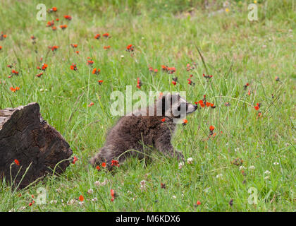 Madre di Skunk spostando il suo bebè in un luogo più sicuro Foto Stock