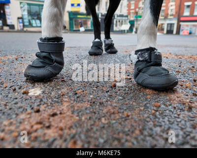 Regno Unito Meteo: una a pelo corto Border Collie cane indossando un cappotto & Snow Boots per proteggere il suo pad & zampe dal ghiaccio freddo, grit & sale durante una passeggiata vicino Ashb Foto Stock