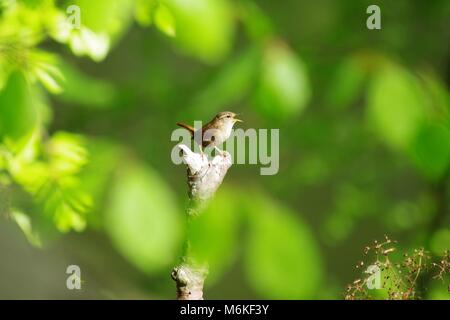 Wren (Troglodytes troglodytes) British Songbird, appollaiato su un ramo in un legno di faggio sulla banca del fiume di Don. Seaton Park, Aberdeen Scotland Regno Unito Foto Stock