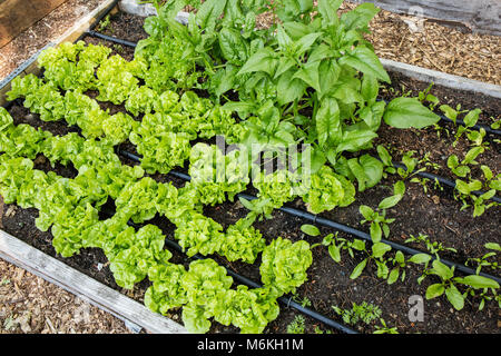 Letto di giovani di lattughe e spinaci overwintered, insieme con i giovani di barbabietole coltivate da seme sul lato destro Foto Stock