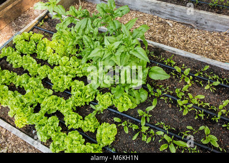 Letto di giovani di lattughe e spinaci overwintered, insieme con i giovani di barbabietole coltivate da seme sul lato destro Foto Stock