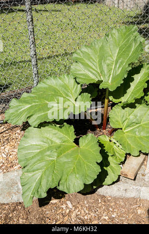 Perenne pianta di rabarbaro in primavera. Foto Stock