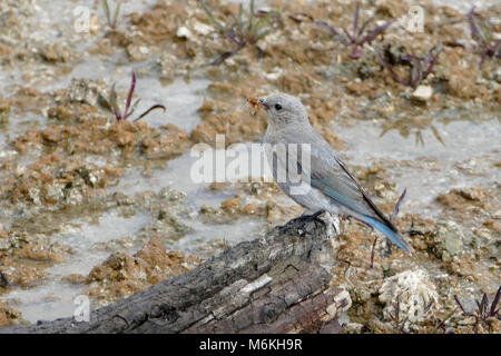 Femmina bluebird di montagna a West Thumb Geyser Basin. Femmina bluebird di montagna con il cibo per i suoi giovani nella sua bocca; Foto Stock