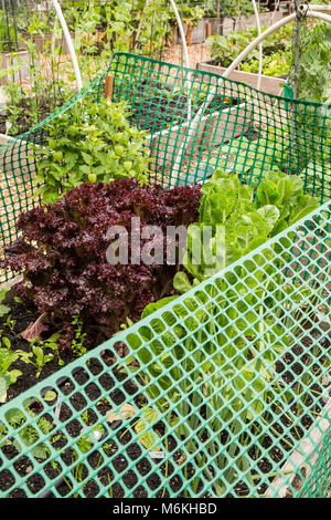 Rosso e foglia di lattuga romana cresciuto in una plastica recintato letto sollevata per dissuadere i conigli da mangiare. Foto Stock