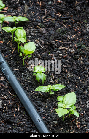 Piante di basilico cresce dal seme in un giardino di erbe aromatiche Foto Stock
