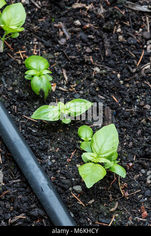 Piante di basilico cresce dal seme in un giardino di erbe aromatiche Foto Stock