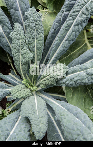 Guardando verso il basso su una levetta di Dino Kale crescendo in un giardino Foto Stock