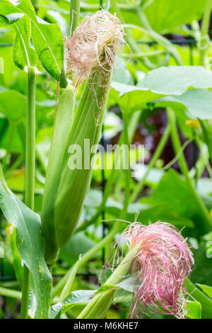 Levetta di mais con fiocchi che crescono in un giardino Foto Stock