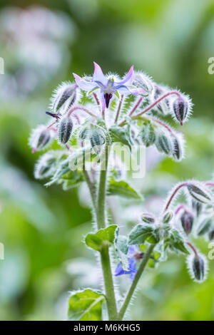 Close-up di borragine, o Starflower, cresce come un compagno di impianto in un orto. Foto Stock