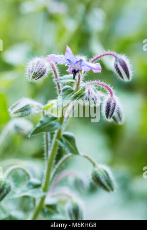 Close-up di borragine, o Starflower, cresce come un compagno di impianto in un orto. Foto Stock