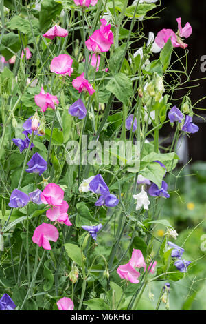 Piselli dolci in fiore. Foto Stock