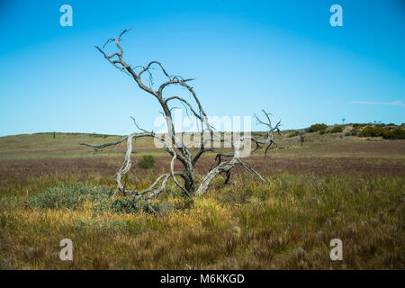 Australian terra asciutta park albero morto che si profila contro il cielo blu Foto Stock