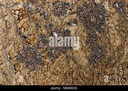 Colonia di pipistrelli appesi al soffitto di una grotta Foto Stock