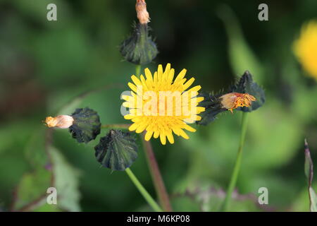 Sow annuale thistle, Sow thistle comuni di erbacce in Australia. Noto anche come Sonchus oleraceus, sowthistle, liscio sow thistle Foto Stock