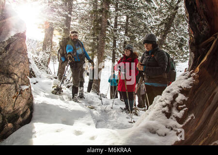 Yellowstone Forever Cougar corso - Colby ricorda le tracce del puma. Foto Stock