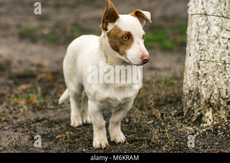 Outdoor ritratto di breve tozzo zampe coraggiosa cane a guardia del suo territorio Foto Stock