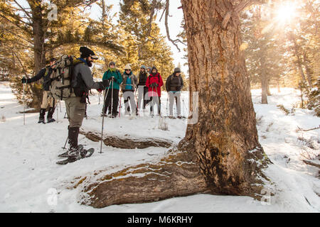 Yellowstone Forever Cougar Corso - Colby mostra una cougar raschiare. Foto Stock