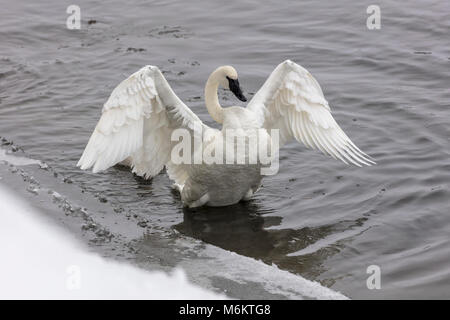 Trumpeter Swan scuote il acqua dopo la poppata. Foto Stock