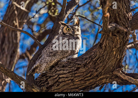 Il grande Gufo cornuto (bubo virginianus) su un ramo d'albero Foto Stock