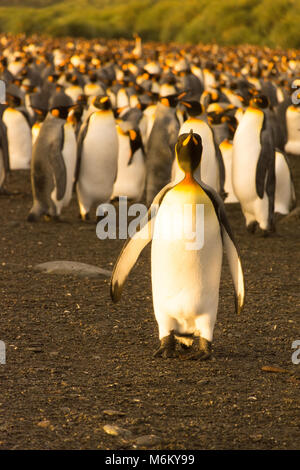 Un pinguino reale inondata di luce dorata rivolta verso la telecamera. Una colonia di pinguini di King è in background. Foto Stock