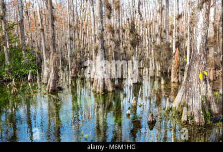 Tipico bosco di cipressi in Everglades National Park, Florida Foto Stock