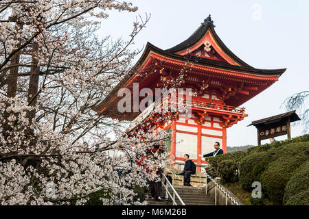 Sakura bello fiori di ciliegio durante il hanami in Kiyomizu-dera tempio buddista, Kyoto, Giappone Foto Stock