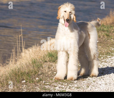 Afghan hound.Il Segugio afghano è un cane che si distingue per la sua densa, fine, setosa cappotto.La razza è stato selettivamente allevati per le sue caratteristiche uniche che ho Foto Stock