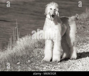 Afghan hound.Il Segugio afghano è un cane che si distingue per la sua densa, fine, setosa cappotto.La razza è stato selettivamente allevati per le sue caratteristiche uniche che ho Foto Stock