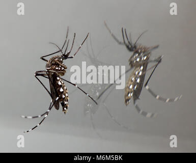 Zanzara tigre seduto su uno specchio, vicino. Zanzara asiatici con la riflessione nello specchio sulla parete, vista macro. Foto Stock