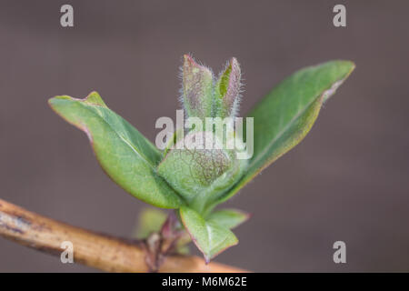 Il fogliame emergenti del caprifoglio, Lonicera periclymenum Graham Thomas in primavera Foto Stock